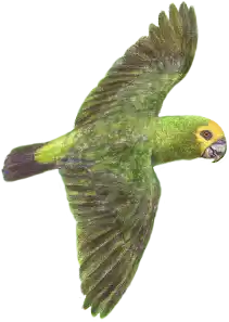 XI Congreso de Papagayos